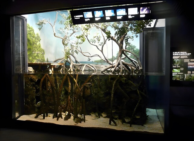 Lasy namorzynowe, Akwarium w Genui