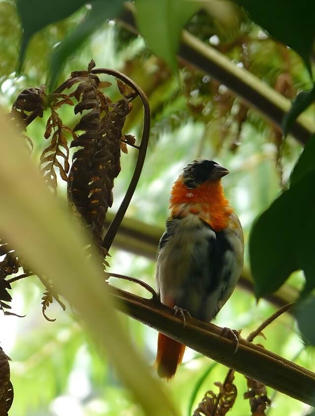 Biosfera, Akwarium w Genui