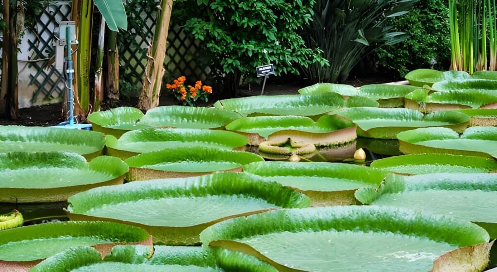 Ogród botaniczny nad jeziorem Maggiore